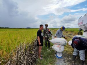 Babinsa Segedong Semangat Dampingi Harapan Baru Panen Padi