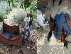 Tim Resmob Polres Kotamobagu Grebek Judi Sabung Ayam Perkebunan Tuntung Passi Barat
