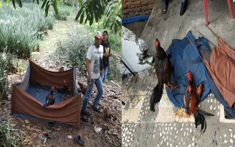 Tim Resmob Polres Kotamobagu Grebek Judi Sabung Ayam Perkebunan Tuntung Passi Barat