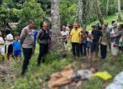 Diduga Jatuh dari Pohon Langsat, Mayat Pria Ditemukan Warga di Area Kebun Watupal