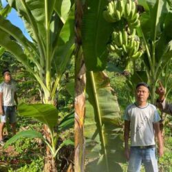 Polsek Nuangan Dukung Ketahanan Pangan, Personel Sambangi Pekarangan Warga Desa Jiko