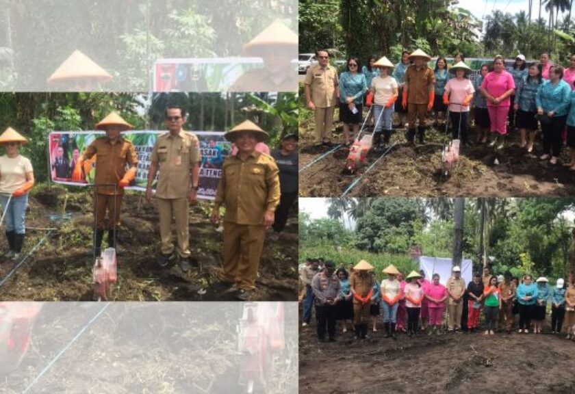 Pemkab Mitra Dorong Ketahanan Pangan Lewat Penanaman Bibit Jagung dan Bumbu Dapur di Desa Lobu