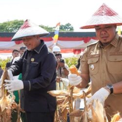 Wakil Bupati Batu Bara Pimpin Panen Jagung, Optimalkan Program Ketahanan Pangan