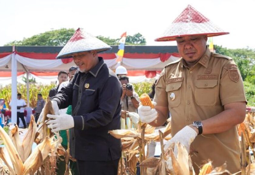 Wakil Bupati Batu Bara Pimpin Panen Jagung, Optimalkan Program Ketahanan Pangan