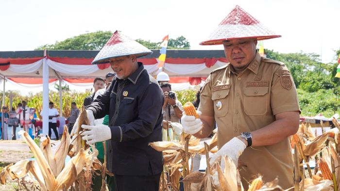 Wakil Bupati Batu Bara Pimpin Panen Jagung, Optimalkan Program Ketahanan Pangan