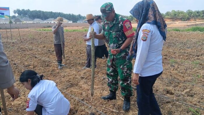 Dukung Program Pangan Nasional, Danramil 13/AN Hadiri Penanaman Jagung Serentak Di Bilah Hulu