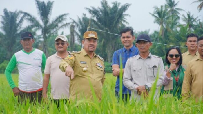 Dorong Penerapan Pertanian Modern, Bupati Batu Bara Tinjau Persawahan PM-AAS di Desa Suka Raja