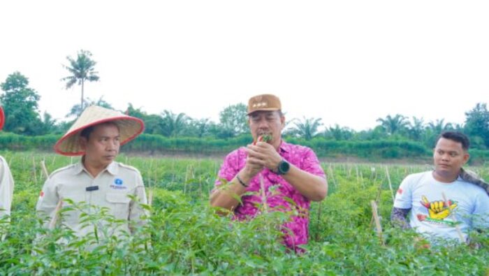 Bupati Baharuddin Targetkan Gambus Laut dan Lubuk Cuik Jadi Sentra Cabai Varietas Unggul