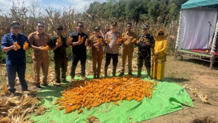 Dukung Program Ketahanan Pangan Nasional Polsek Manis Mata Panen Jagung Hibrida BUMDes Ratu Keramat di Desa Ratu Elok