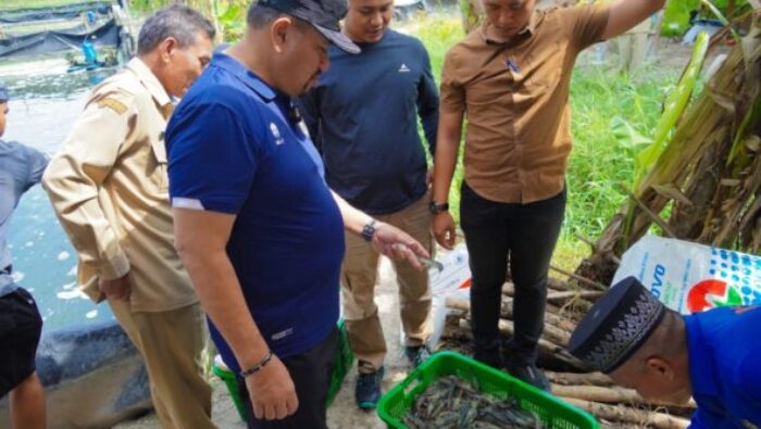 Hadiri Panen Raya di Gambus Laut, Bupati Batu Bara Dukung Pengembangan Budidaya Udang Vaname