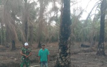 Antisipasi Ancaman Karhutla, Babinsa Koramil 02/TL Groundcheck dan Pastikan Titik Api di Sei Sentang Padam 