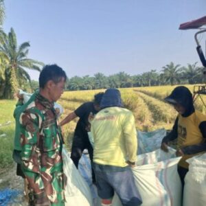 Koramil 02/TL Dampingi Panen Raya Varietas IR 32 di Teluk Piai, Wujud Kemanunggalan TNI Bersama Rakyat
