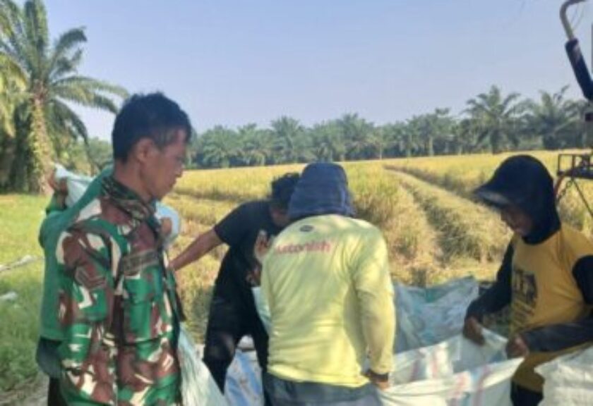 Koramil 02/TL Dampingi Panen Raya Varietas IR 32 di Teluk Piai, Wujud Kemanunggalan TNI Bersama Rakyat
