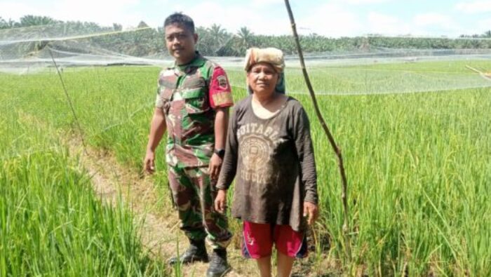 Babinsa Koramil 01/AK Pantau Hamparan Tanaman Padi Masyarakat Kualuh Selatan 