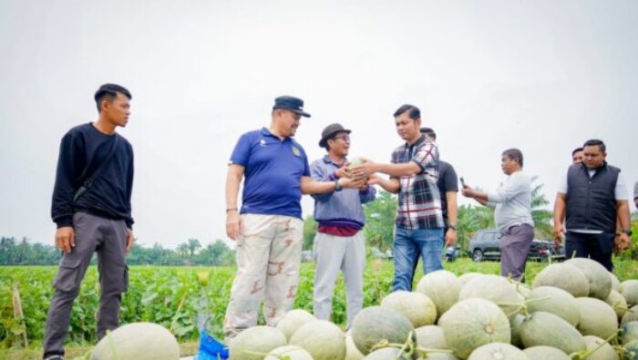 Bupati Batu Bara Panen Melon di Air Putih, Dorong Pengembangan Hortikultura dan Dukung Program MBG