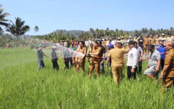 Bupati Ronald Kandoli Turun Langsung Atasi Kekeringan, Sawah Ranoketang Atas Disiram