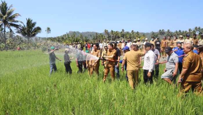Bupati Ronald Kandoli Turun Langsung Atasi Kekeringan, Sawah Ranoketang Atas Disiram