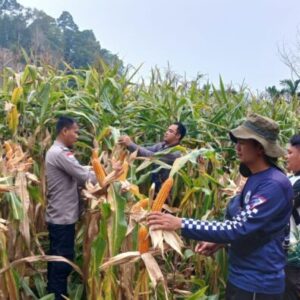 Terus Dorong Ketahanan Pangan Perbatasan, Panen Jagung Hibrida di Entikong Tembus 15,36 Ton/Ha